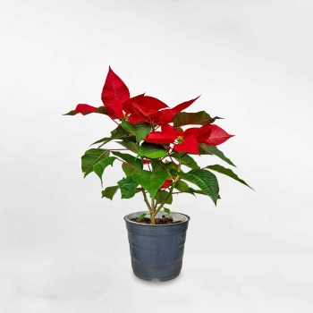 Cây trạng nguyên bầu đất